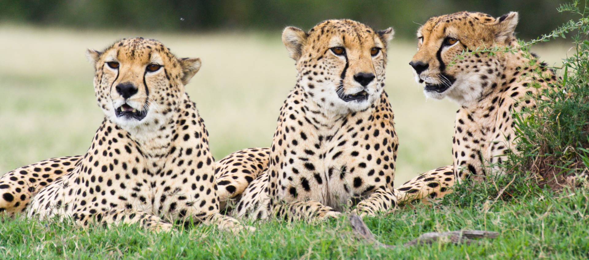 Reviews carousel image