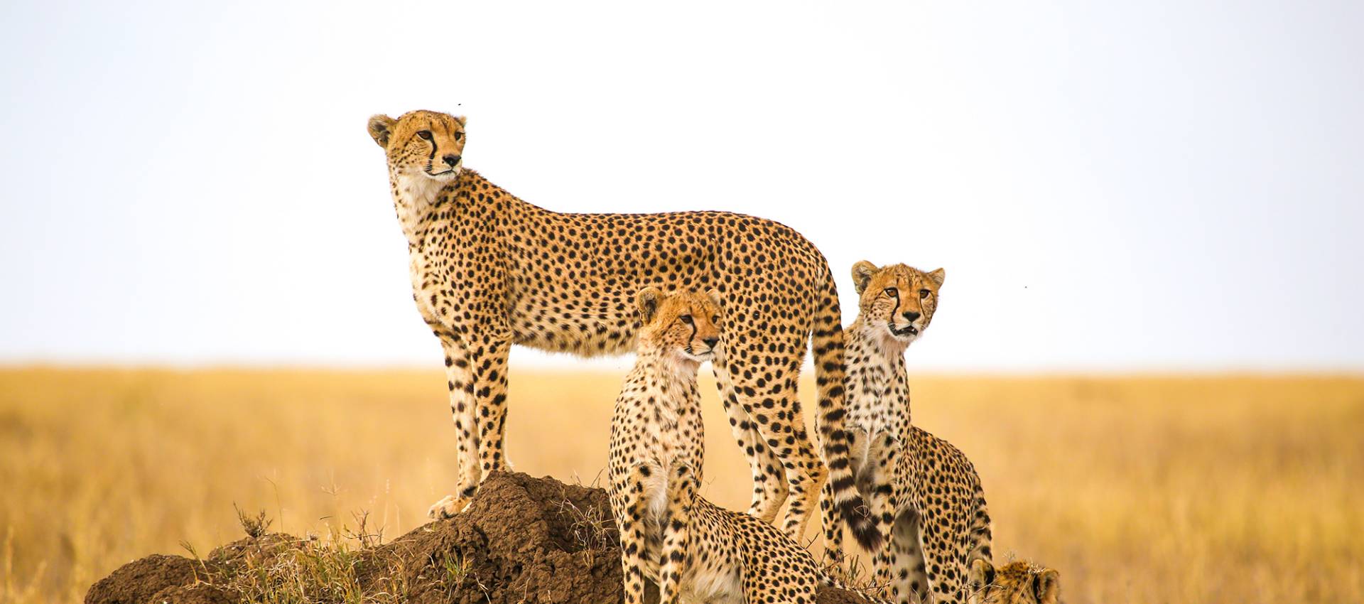 Reviews carousel image