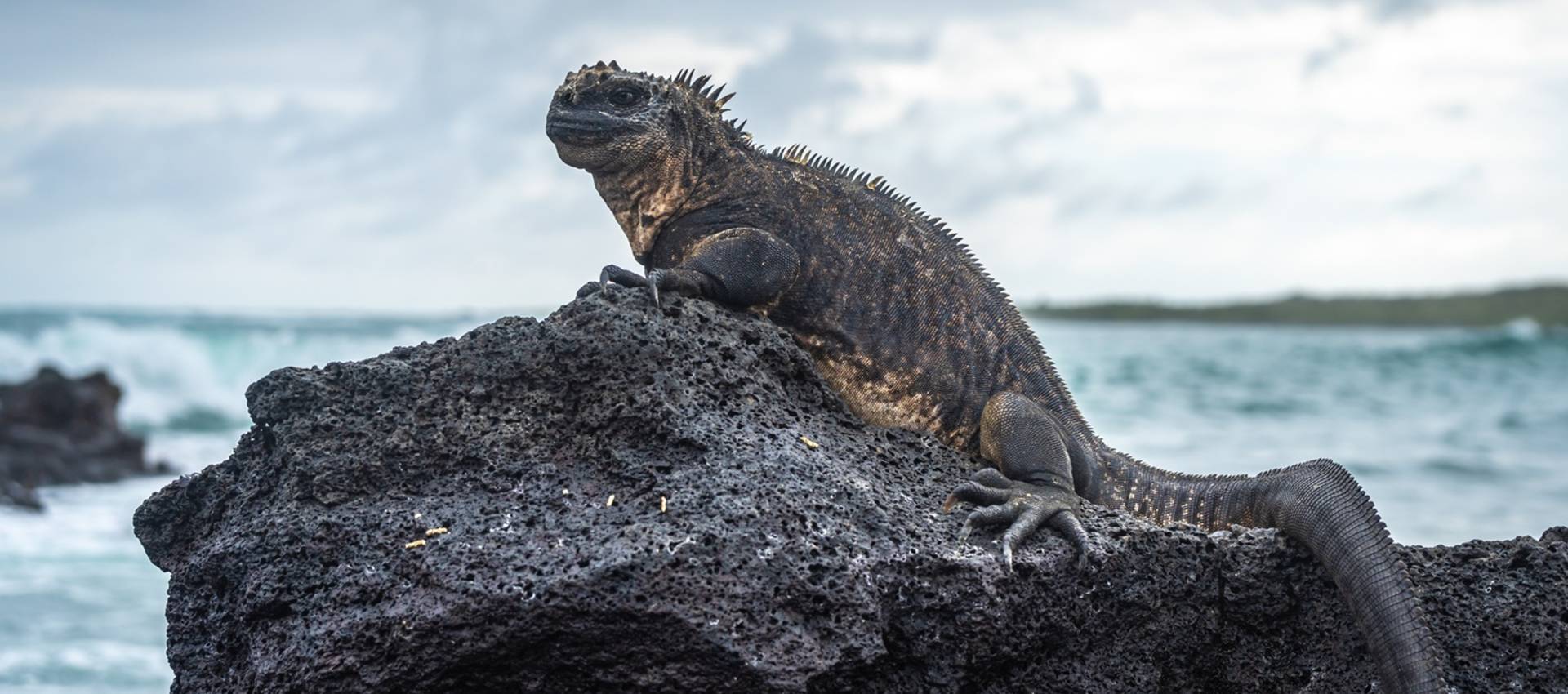 Reviews carousel image