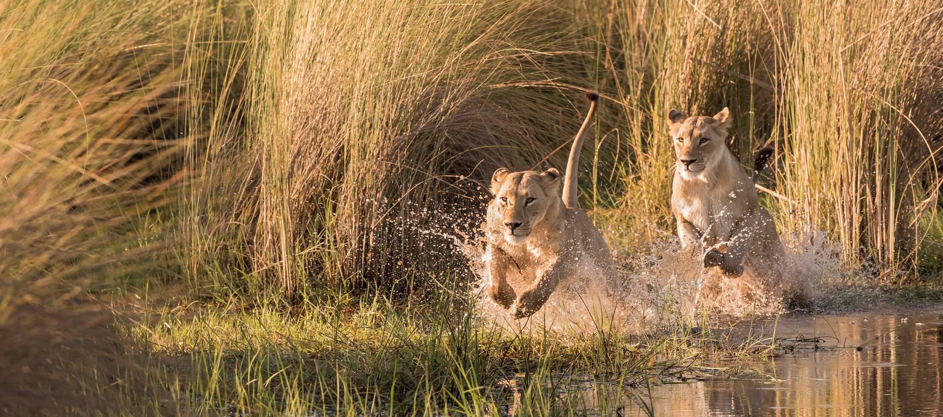 Reviews carousel image