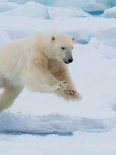 Polar Bear in Svalbard