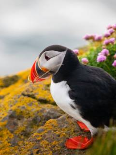 Viðey Island, Iceland