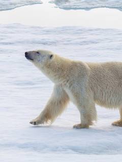 Polar bear in Svalbard