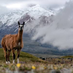 Nahaufnahme eines Alpakas, im Hintergrund die verschneiten Gipfel im Cotopaxi Nationalpark Ecuador