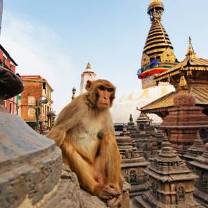 Swayambhunath Temple in Kathmandu auch als Monkey-Temple bekannt