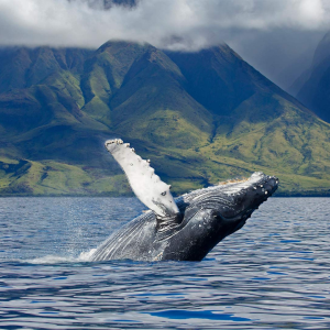 Maui in Hawaii
