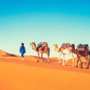 Camel caravan going through the sand dunes in the Sahara Desert. Morocco Africa. Beautiful sand dunes in the Sahara desert.