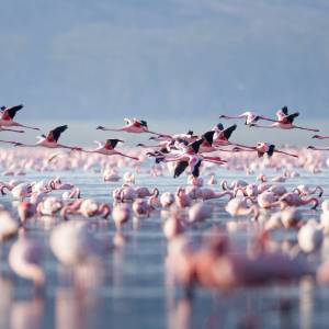 Flying flamingo in lake nakuru, Kenya, Africa