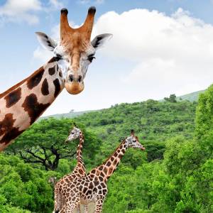 Five Enchanting Experiences for Your Custom Africa Tour
