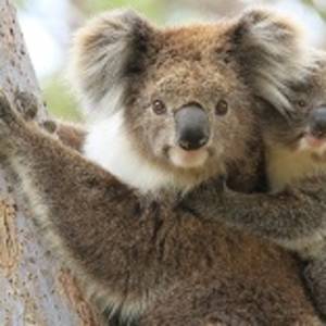 Enchanting Travels Australia Tours Female koala with a young joey on her back climbing a eucalyptus tree in Gippsland Australia