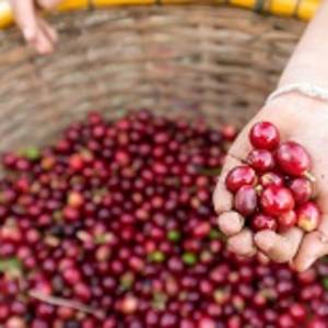 Enchanting Travels Costa Rica Tours organic red cherries coffee beans in kid hand, berry coffee beans