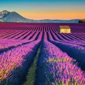 Enchanting Travels France Tours Majestic colorful lavender fields near Valensole touristic village, Provence region, France, Europe