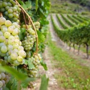 Enchanting Travels Germany Tours Vineyard with ripe white vine Riesling grapes in Germany