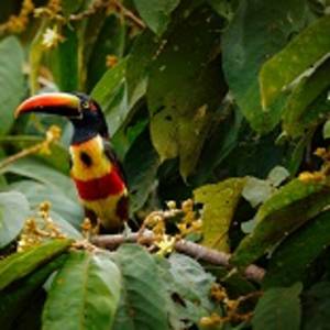 Enchanting Travels Guatemala Tours Birding