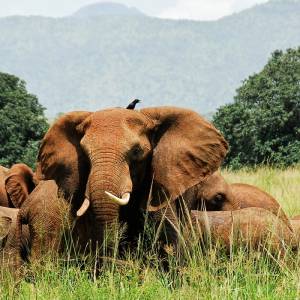 Elephants in nature