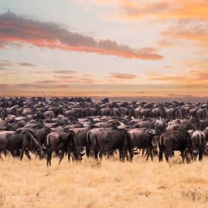 Enchanting Travels Wildebeest migration in Serengeti national Park,Tanzania - wildebeest migration