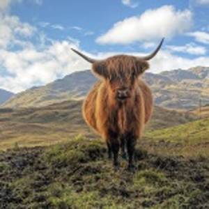 Scottish Highlands