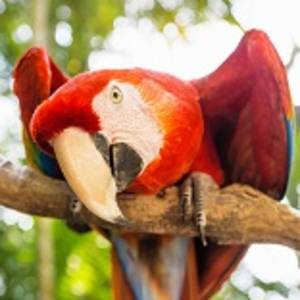 Playful looking Scarlett Macaw bird parrot with red in Macaw Mountain, Copan Ruinas, Honduras, Central America