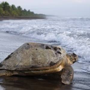 Sea turtle diggin in the sand to put her eggs on August 2010, in Tortuguero National Park