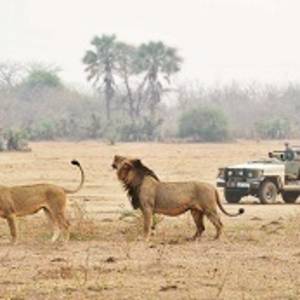 Africa Safari