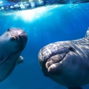 Hawaii Wildlife
