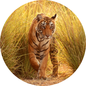 Indien Reise