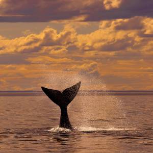 Patagonien Reise