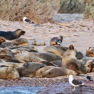 Patagonien Reise