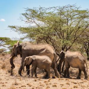 Kenya Safari