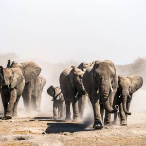 Gruppe von Wüstenelefanten auf ihrem Weg zu einem Wasserloch im Etosha Nationalpark Namibia