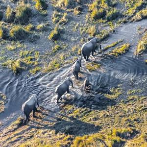 Aus der Vogelperspektive ist eine Elefantenherde zu sehen, die durch das überschwemmte Okavango Delta in Botswana zieht.