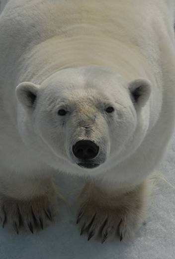 Top 10 Reasons to Visit the Arctic