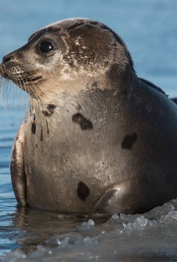 Harp Seal