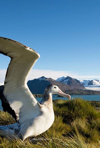 Wandering Albatross