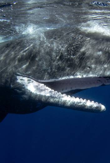 Sperm Whale