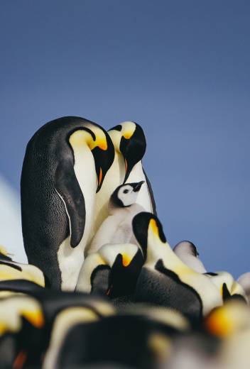 Emperor Penguin Quest: Expedition to Snow Hill