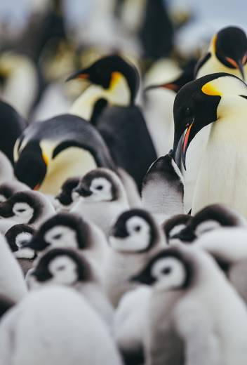 Emperor Penguins