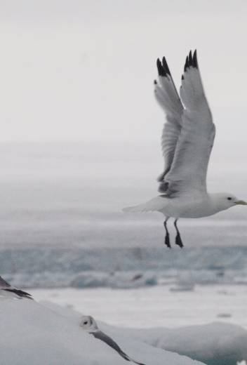 The Best Place to See Polar Bears and Northern Lights