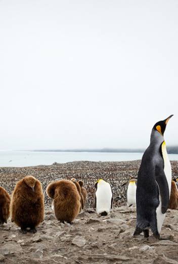 Polar Expedition Stories: My Trip to Antarctica Aboard ‘Ocean Endeavour’