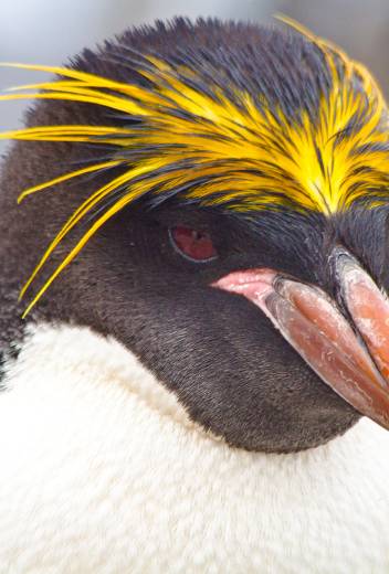 Macaroni Penguin