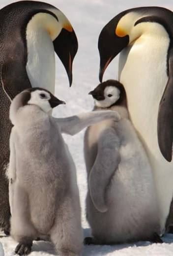 Emperor penguins and chicks near Snow Hill Island on the frozen Weddell Sea. Photo credit: Andy Stringer, Snow Hill Safari expedition (2009).