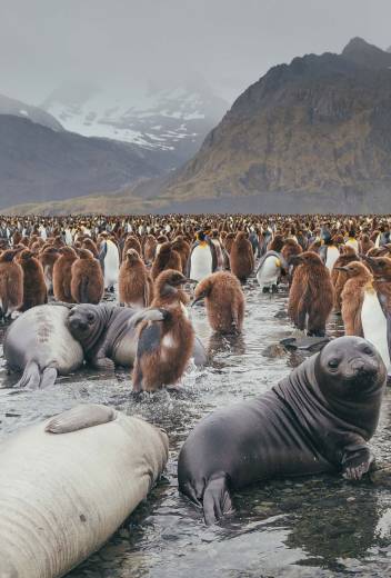 South Georgia: Unrivaled Wildlife, Unparalleled Wonder