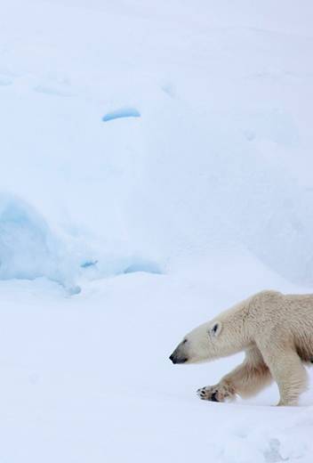 Highlights of Arctic Exploration: Polar Bears