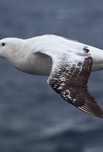 How Birds Survive the Arctic