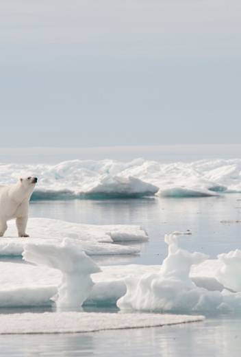 Highlights of Arctic Exploration: Polar Bears