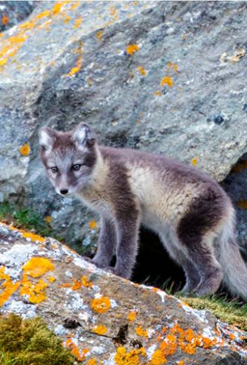 Ideal Polar Expeditions for Bird-watchers