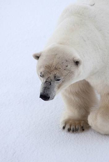 Arctic Express: Greenland & Back in 10 Days