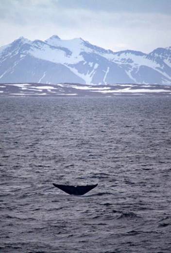 Antarctic Season 2026/2027 Launch – New Adventures: Whales, Camping & Science