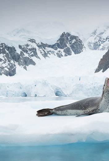 Wildlife Guide: Harp Seal Facts