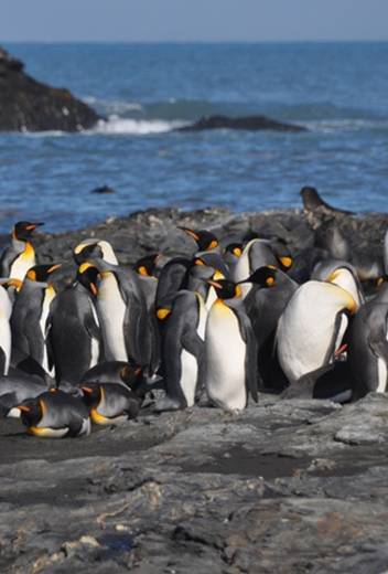 Q&A: Polar Bears International Expert Geoff York on his Upcoming North Pole Expedition